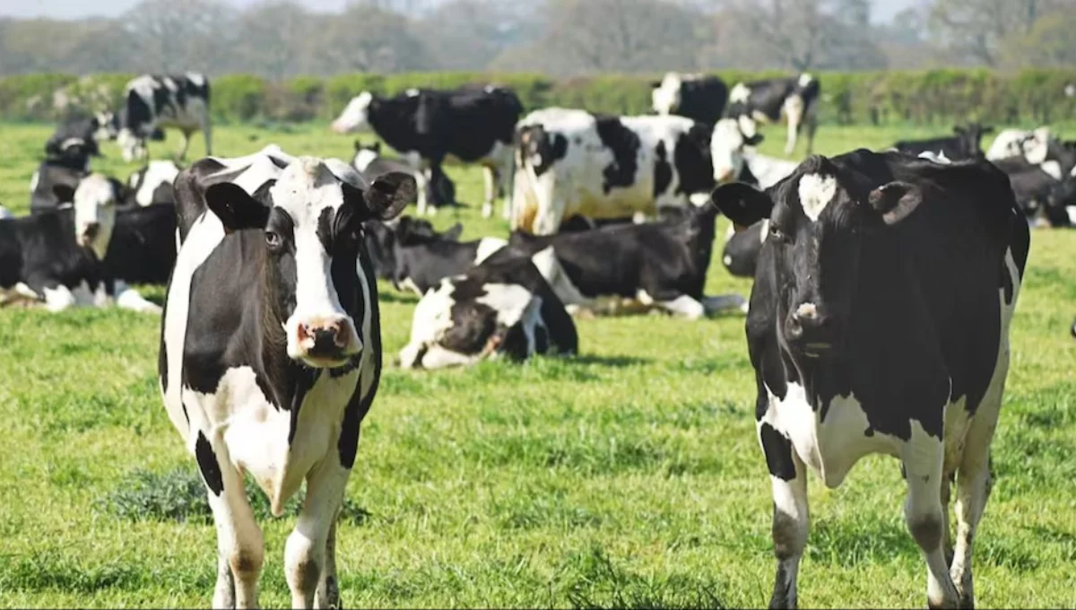 Pashupalan Loan Yojana 2025